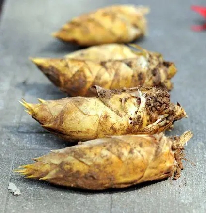 上海農產品佘山蘭筍包裝設計要注意什么(圖1) 上海農產品佘山蘭筍包裝設計要注意什么(圖1)